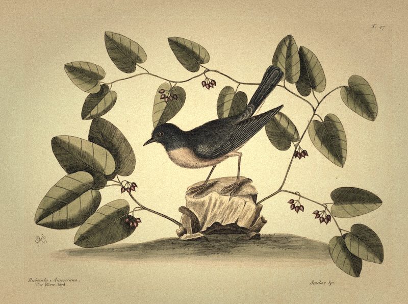 Ilustración botánica de un ave posada sobre una rama