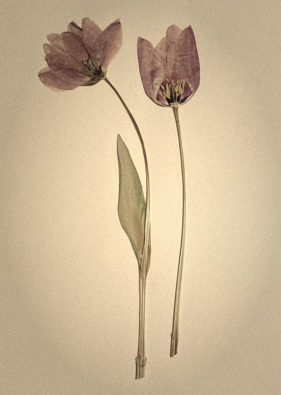 Fotografía de dos tulipanes prensados