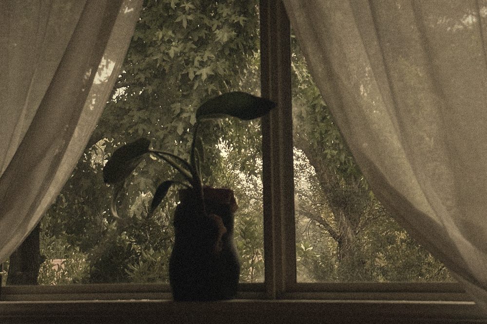 Fotografía de una planta en una ventana con cortinas de lino